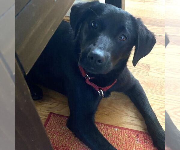 Medium Photo #7 Labrador Retriever-Unknown Mix Puppy For Sale in Canton, CT, USA