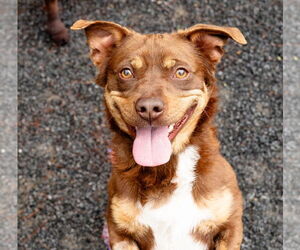 Australian Kelpie-Chihuahua Mix Dogs for adoption in Rockaway, NJ, USA