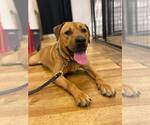 Small #37 Chinese Shar-Pei-Labrador Retriever Mix