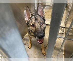 Mutt Dogs for adoption in Modesto, CA, USA