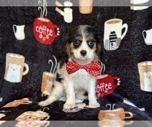 Cavalier King Charles Spaniel Puppy for sale in LAKELAND, FL, USA