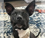 Small #38 American Pit Bull Terrier Mix