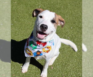 Labrador Retriever-Unknown Mix Dogs for adoption in Rockaway, NJ, USA