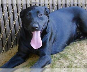 Labrador Retriever Dogs for adoption in Tallahassee, FL, USA
