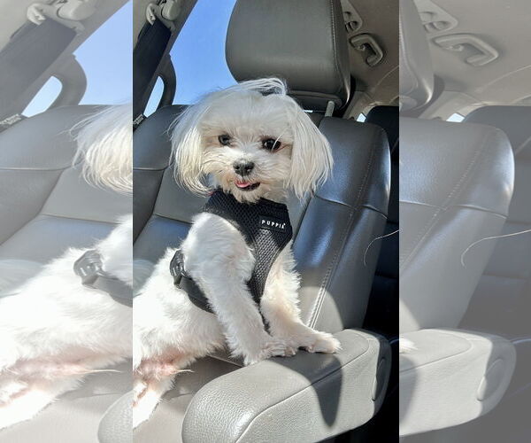 Medium Photo #1 Maltese Puppy For Sale in St. Louis Park, MN, USA