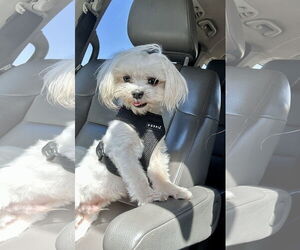 Medium Maltese