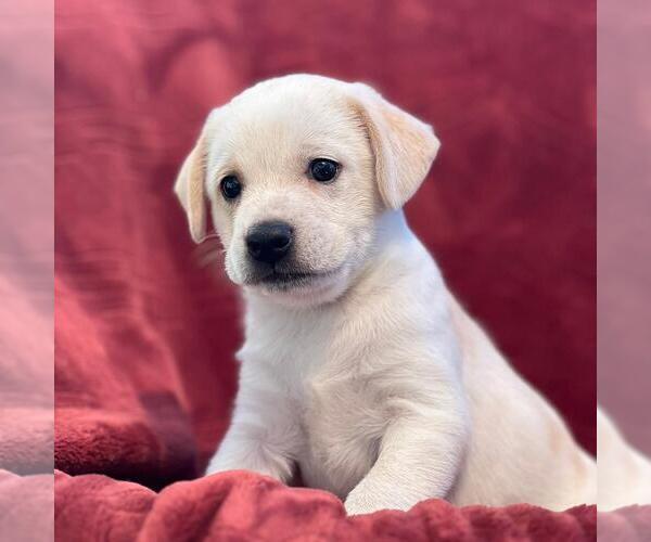 Medium Photo #1 Raggle Puppy For Sale in San Diego, CA, USA