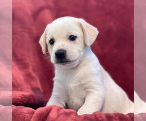 Raggle Dogs for adoption in San Diego, CA, USA