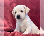 Phoenix Pup - Suns - Male Raggle Dog for Adoption - Small photo