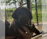 Small #5 Chesapeake Bay Retriever