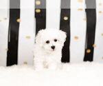 Small Photo #3 Bichon Frise Puppy For Sale in WARSAW, IN, USA