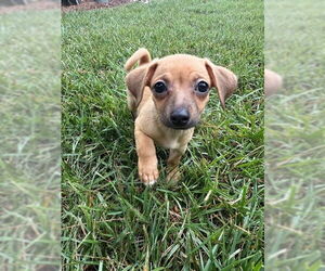 Chihuahua-Unknown Mix Dogs for adoption in Raleigh, NC, USA