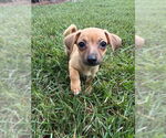 Small Chihuahua Mix