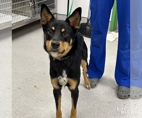 Medium Photo #2 Mutt Puppy For Sale in Washington, DC, USA