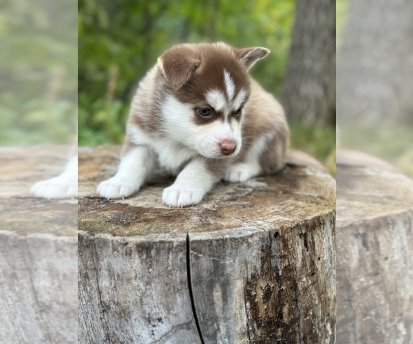 Medium Photo #8 Pomsky Puppy For Sale in STAPLES, MN, USA