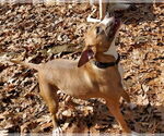 Small #3 Boston Terrier-Boxer Mix