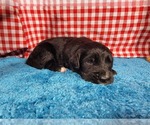 Small Photo #40 Golden Mountain Dog Puppy For Sale in BLACK FOREST, CO, USA