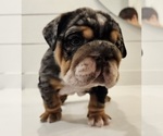 Small Photo #7 English Bulldog Puppy For Sale in SAINT CHARLES, IL, USA