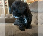 Small #3 Maltipoo