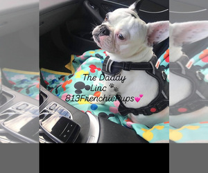Father of the French Bulldog puppies born on 04/03/2025