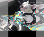 Small Photo #1 French Bulldog Puppy For Sale in WESLEY CHAPEL, FL, USA