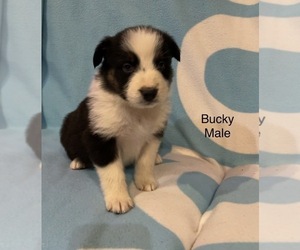 Australian Shepherd Puppy for sale in EXETER, MO, USA
