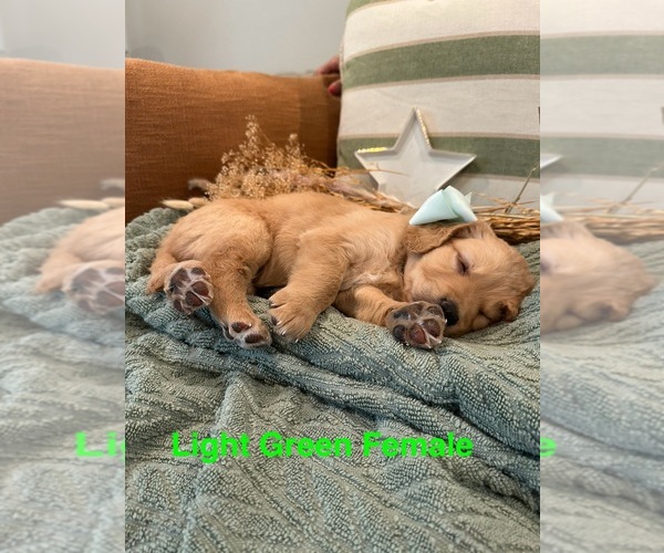 Medium Photo #2 Golden Mountain Doodle  Puppy For Sale in CHOUDRANT, LA, USA