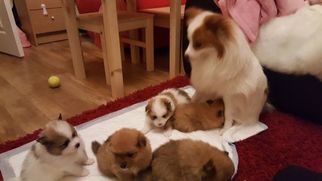 Pomeranian Puppy for sale in SPRINGFIELD, OH, USA