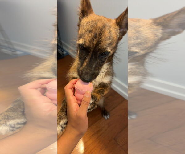 Medium Photo #9 Mutt Puppy For Sale in Philadelphia, PA, USA