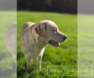 Mother of the Borador puppies born on 01/10/2026