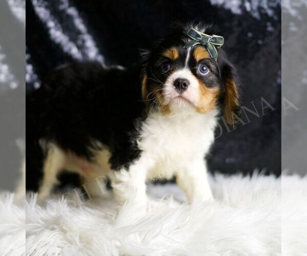 Medium Photo #25 Cavalier King Charles Spaniel Puppy For Sale in WARSAW, IN, USA