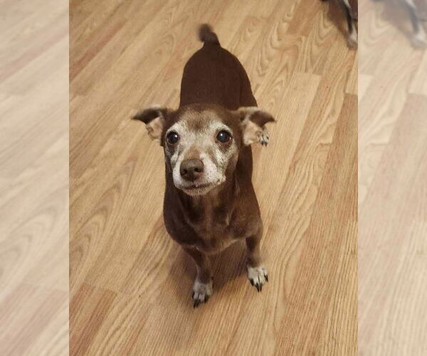 Medium Photo #6 Chihuahua-Unknown Mix Puppy For Sale in Texarkana, TX, USA