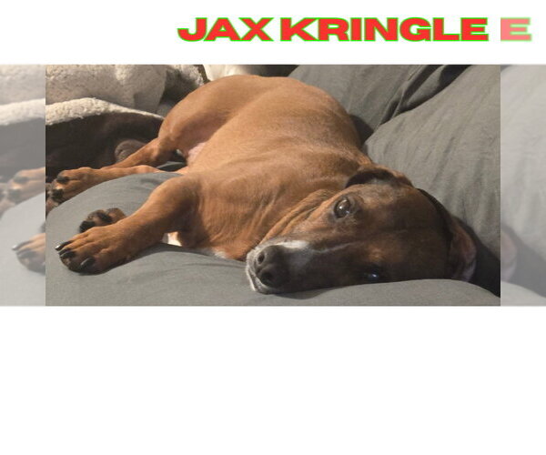 Medium Photo #5 Dachshund-Unknown Mix Puppy For Sale in San Antonio, TX, USA