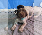 Small Photo #42 Pointer Puppy For Sale in SACRAMENTO, CA, USA
