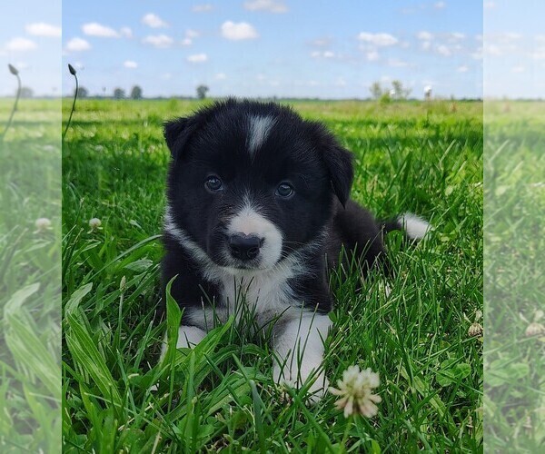 Medium Photo #75 Border Collie Puppy For Sale in NORBORNE, MO, USA