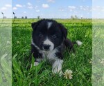 Small Photo #75 Border Collie Puppy For Sale in NORBORNE, MO, USA