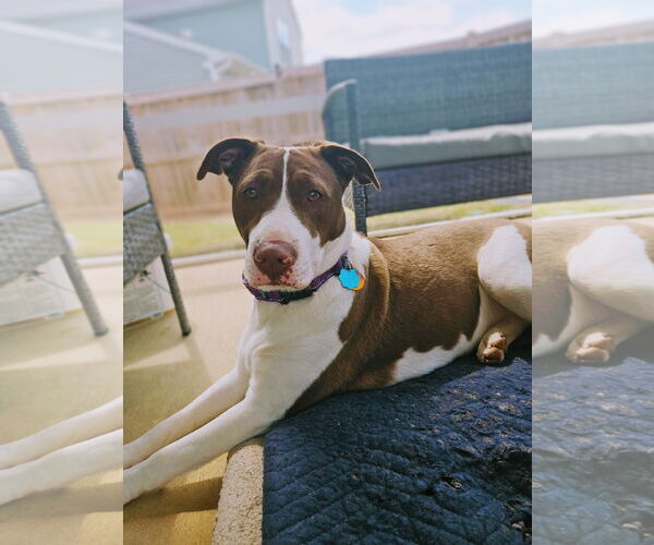 Medium Photo #4 American Staffordshire Terrier-Collie Mix Puppy For Sale in Caribou, ME, USA