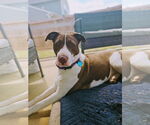 Small #3 American Staffordshire Terrier-Collie Mix