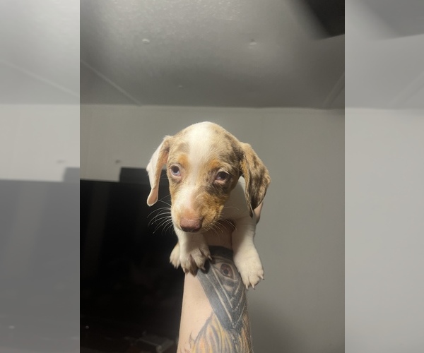 Medium Photo #5 Dachshund Puppy For Sale in ROCK HILL, SC, USA