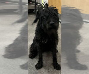 - Mix Dogs for adoption in Forestville, MD, USA