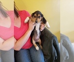Small Photo #8 Beagle Puppy For Sale in CENTRALIA, WA, USA