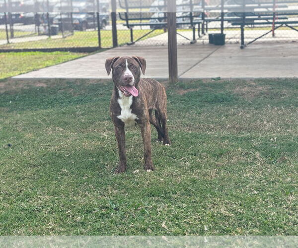 Medium Photo #2  Puppy For Sale in , 