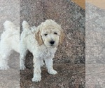 Small #3 Poodle (Standard)