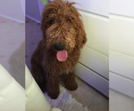 Small Photo #1 Pyredoodle Puppy For Sale in CHANDLER HEIGHTS, AZ, USA
