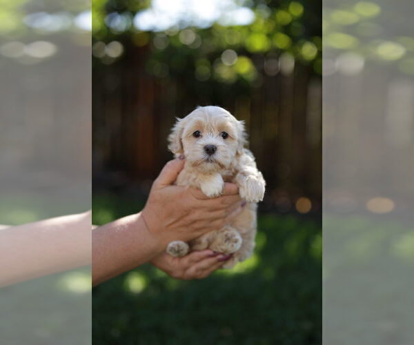Medium Photo #1 Shorkie Tzu Puppy For Sale in VANCOUVER, WA, USA