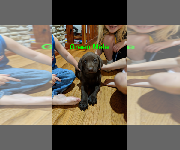 Medium Photo #13 Labrador Retriever Puppy For Sale in BRADLEYVILLE, MO, USA