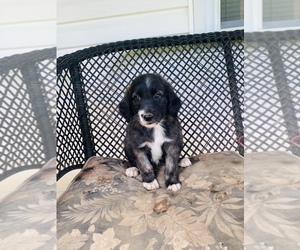 Aussiedoodle Puppy for sale in VANCEBURG, KY, USA