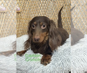 Father of the Dachshund puppies born on 05/26/2026