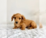 Small #4 Dachshund