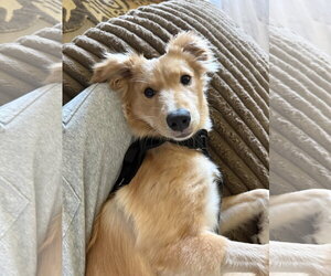 Golden Retriever Dogs for adoption in Dallas, TX, USA
